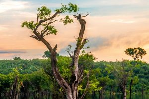 Madeira certificada ajuda preservar florestas